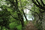 81 Sentiero ben tracciato nel bosco di carpini neri